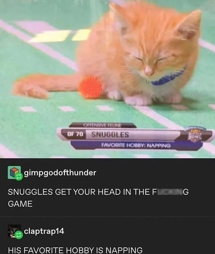50 Hilarious Memes And Moments Caught On Camera, As Shared By ‘Cats Without Context’
