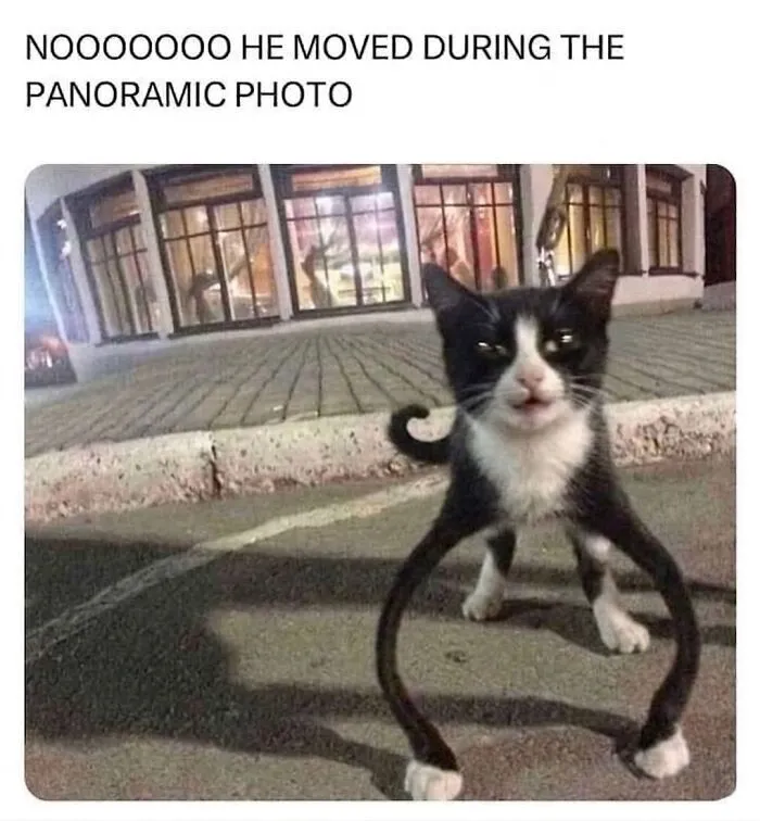 ‘Soft Cat Memes’: 45 Cute And Hilarious Pics for Your Daily Dose Of Feline Fun (New Pics)