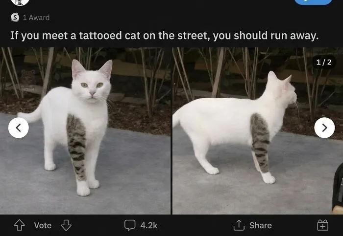 ‘Soft Cat Memes’: 45 Cute And Hilarious Pics for Your Daily Dose Of Feline Fun (New Pics)
