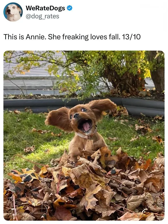 This Page Shared 38 Dog Memes That Capture How Hilariously Strange Canine Logic Is