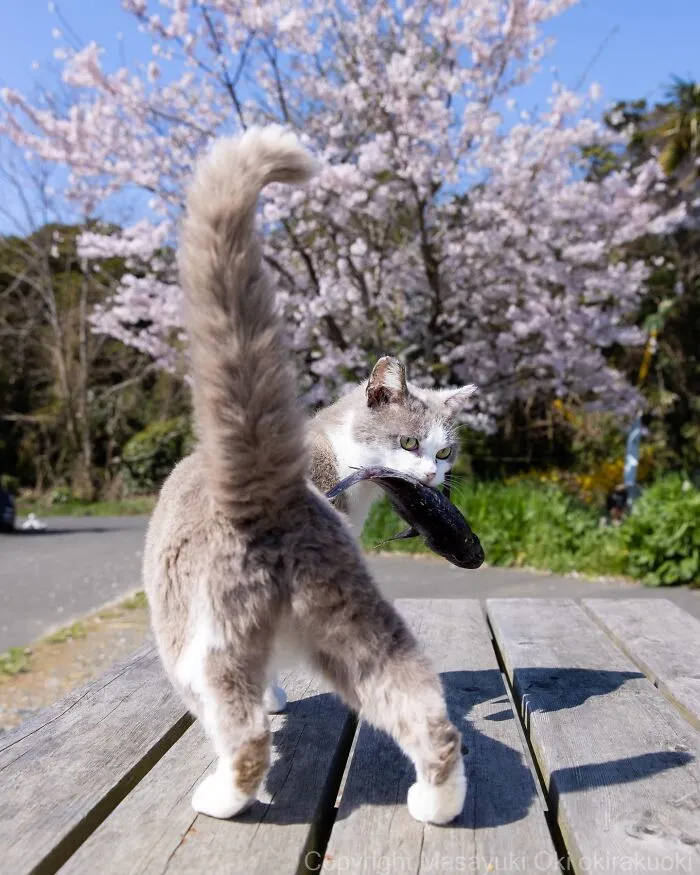 Masayuki Oki’s 50 Latest Street Cat Photos Perfectly Capture The Chaos Of Feline Life