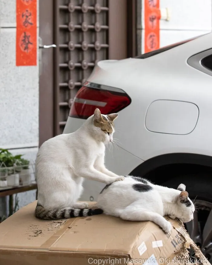 Masayuki Oki’s 50 Latest Street Cat Photos Perfectly Capture The Chaos Of Feline Life