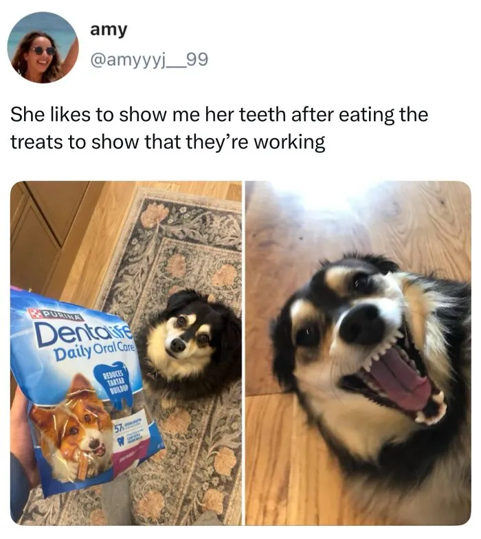This Page Shared 38 Dog Memes That Capture How Hilariously Strange Canine Logic Is