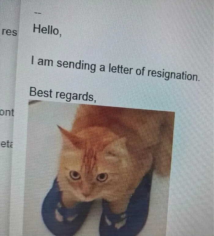 ‘Soft Cat Memes’: 45 Cute And Hilarious Pics for Your Daily Dose Of Feline Fun (New Pics)