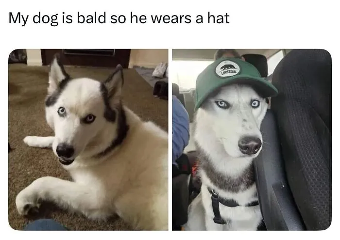 This Page Shared 38 Dog Memes That Capture How Hilariously Strange Canine Logic Is