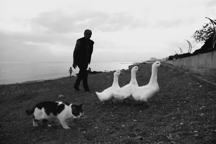 This Photographer Finds The Beauty And Peace Of Capturing Cats In Everyday Street Scenes (29 Pics)