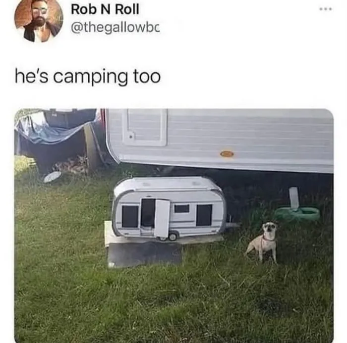 This Page Shared 38 Dog Memes That Capture How Hilariously Strange Canine Logic Is