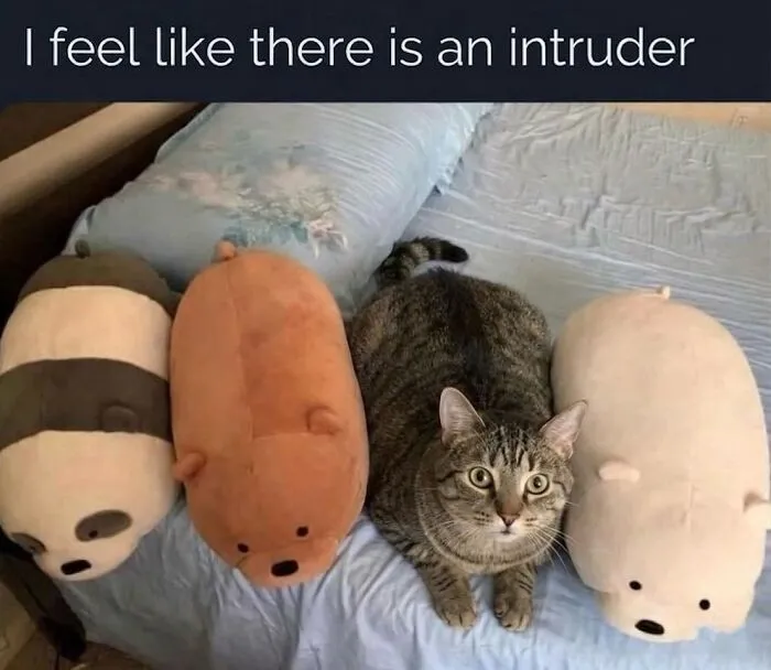 ‘Soft Cat Memes’: 45 Cute And Hilarious Pics for Your Daily Dose Of Feline Fun (New Pics)