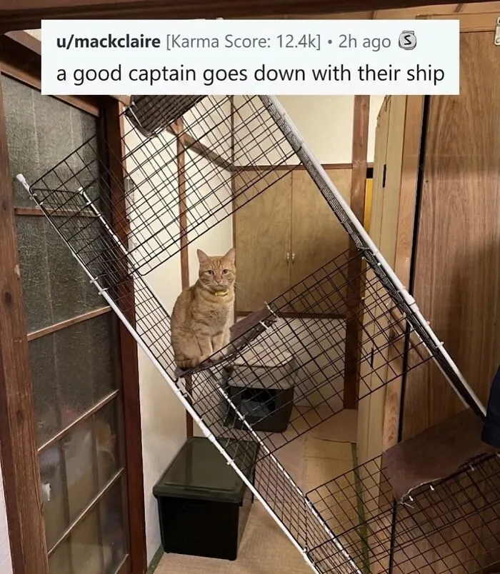 ‘Soft Cat Memes’: 45 Cute And Hilarious Pics for Your Daily Dose Of Feline Fun (New Pics)