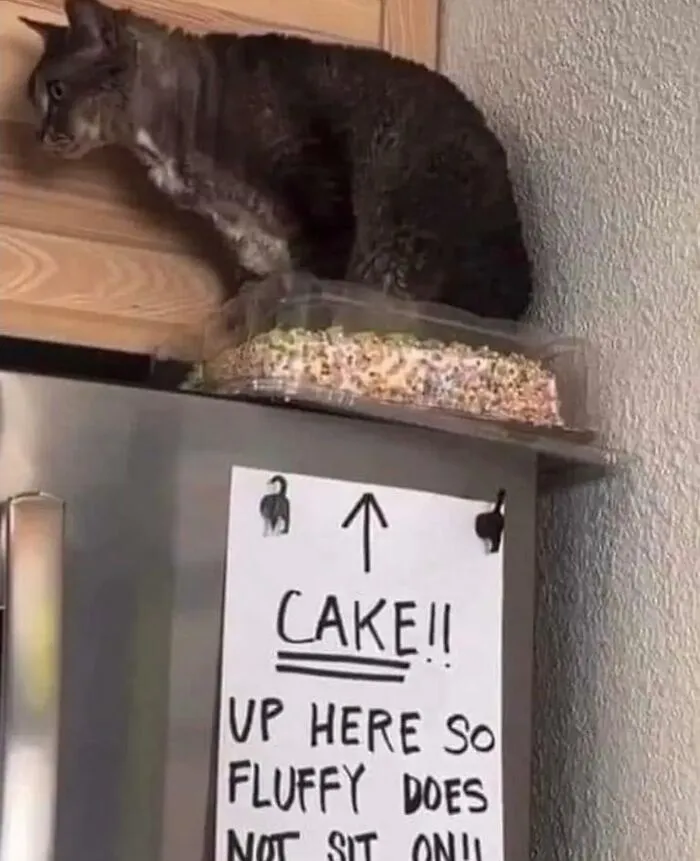 50 Hilarious Memes And Moments Caught On Camera, As Shared By ‘Cats Without Context’