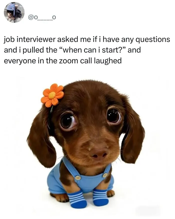This Page Shared 38 Dog Memes That Capture How Hilariously Strange Canine Logic Is
