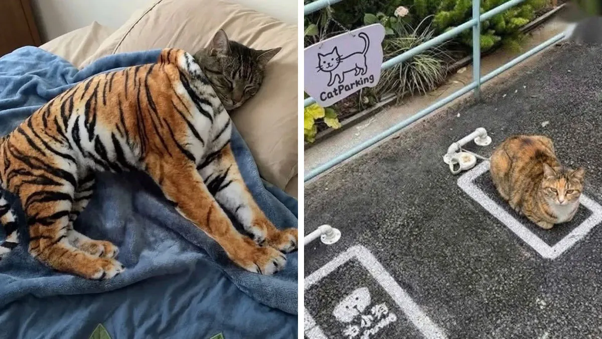 This Facebook Page Shares Animal Images That Feel Way Too Important To Ignore (38 New Pics)