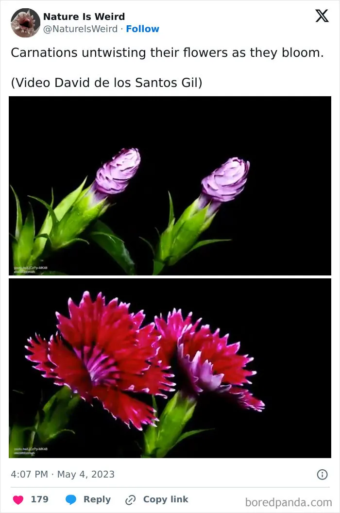 42 Rare Photos That Prove Most Of Us Have No Idea How Wild This Planet Actually Is