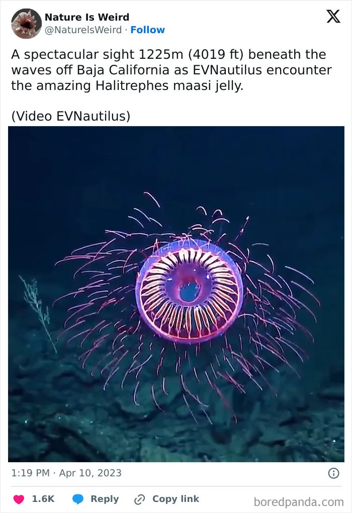 42 Rare Photos That Prove Most Of Us Have No Idea How Wild This Planet Actually Is