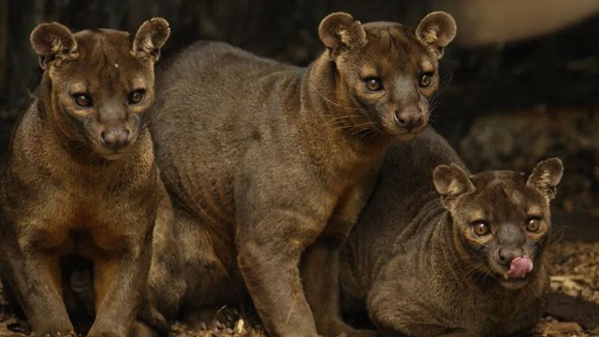 42 Rare Photos That Prove Most Of Us Have No Idea How Wild This Planet Actually Is
