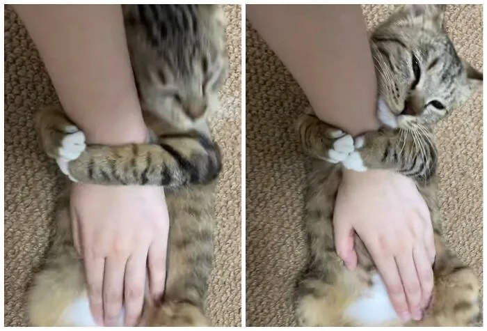 40 Funny Photos Shared By This Page That Prove Cats Are The Internet’s Favorite Tiny Chaotic Creatures