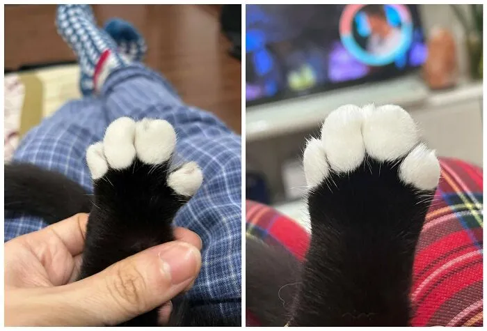 Funny photo of a cats paw with white toe beans, showcasing cats as internet's favorite creatures.