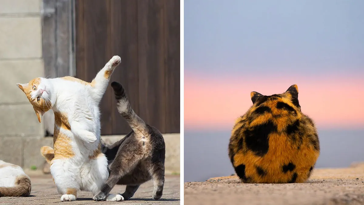 Funny And Perfectly Timed Cat Photos Captured By Kenichi Morinaga (49 New Pics)