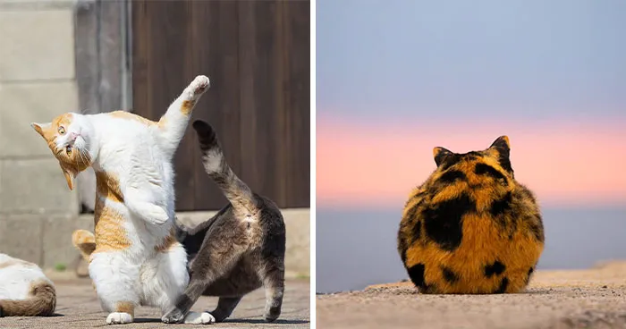 Funny And Perfectly Timed Cat Photos Captured By Kenichi Morinaga (49 New Pics)