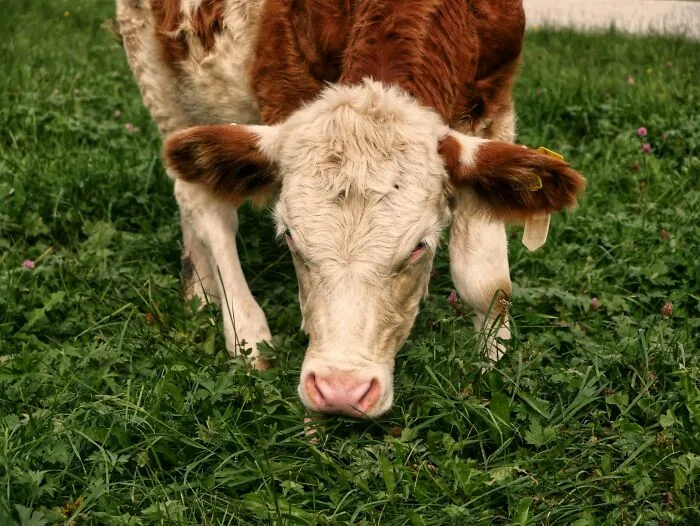 ¿Por qué los humanos necesitan comer muchos tipos diferentes de alimentos para obtener sus vitaminas, etc., mientras que los animales grandes como las vacas solo necesitan pasto para sobrevivir?