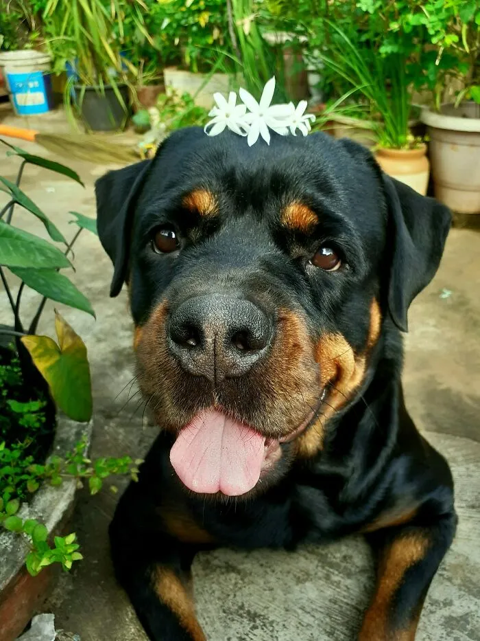 “Saved Me From Becoming One Of His Victims”: 48 Incredible Stories About Animals Rescuing Humans
