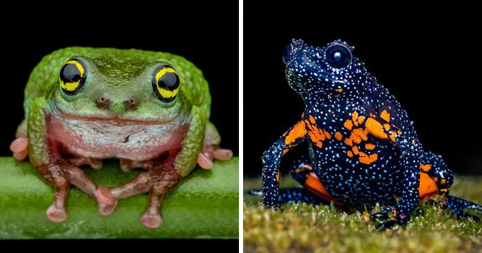 This Photographer Captured The Hidden Beauty Of Frogs In 22 Stunning Shots (New Pics)