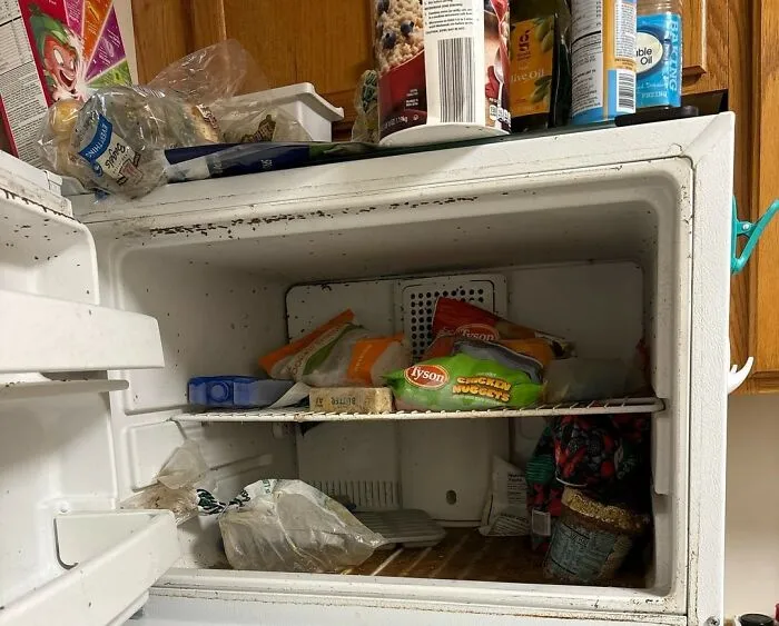 Me fui de vacaciones. El refrigerador se averió mientras estaba fuera. Al regresar, encontré el congelador lleno de gusanos. ¿Cómo pueden entrar los gusanos en un lugar como un congelador, que está sellado herméticamente?