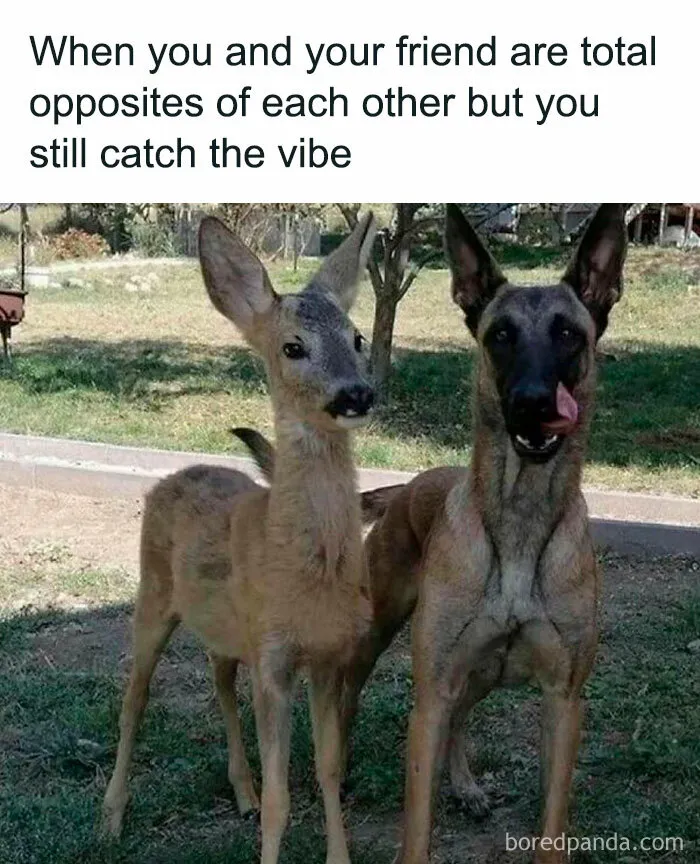 77 Pure And Funny Animal Memes To Calm Your Brain (New Pics)