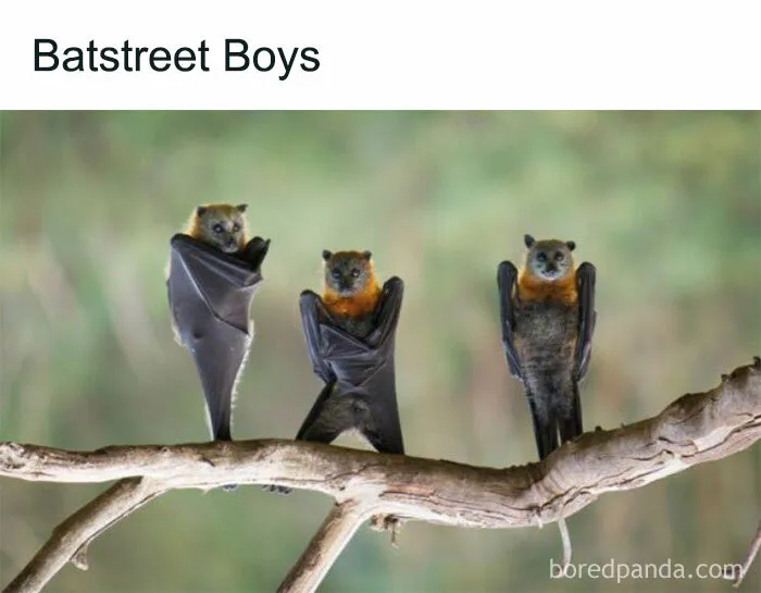 77 Pure And Funny Animal Memes To Calm Your Brain (New Pics)