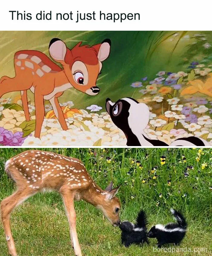 77 Pure And Funny Animal Memes To Calm Your Brain (New Pics)
