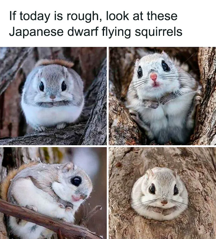 77 Pure And Funny Animal Memes To Calm Your Brain (New Pics)