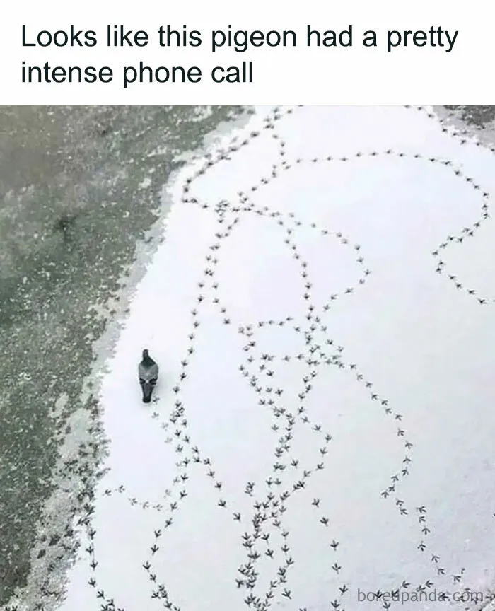 77 Pure And Funny Animal Memes To Calm Your Brain (New Pics)
