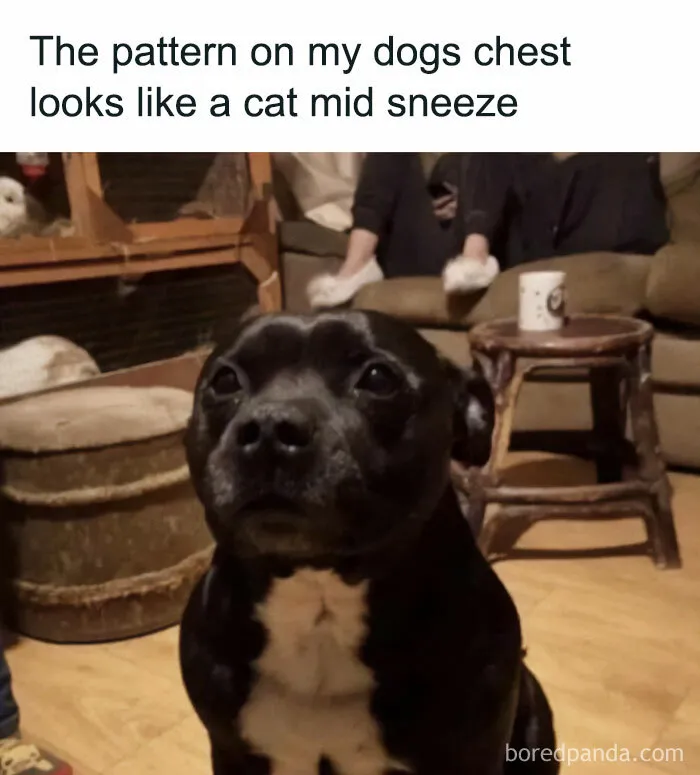 77 Pure And Funny Animal Memes To Calm Your Brain (New Pics)