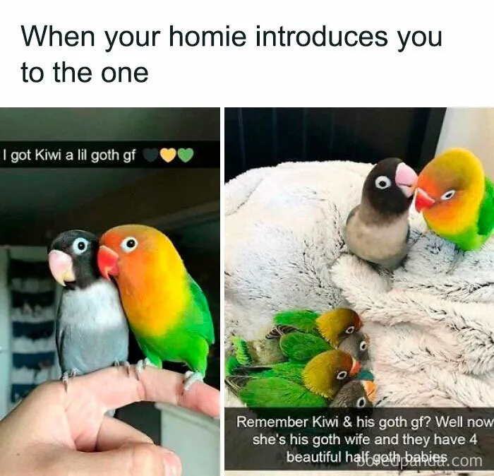77 Pure And Funny Animal Memes To Calm Your Brain (New Pics)