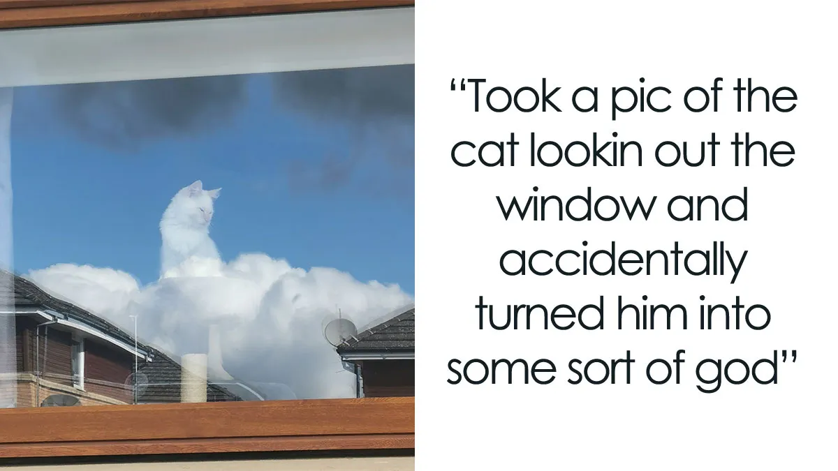 50 Hilarious Memes And Moments Caught On Camera, As Shared By ‘Cats Without Context’