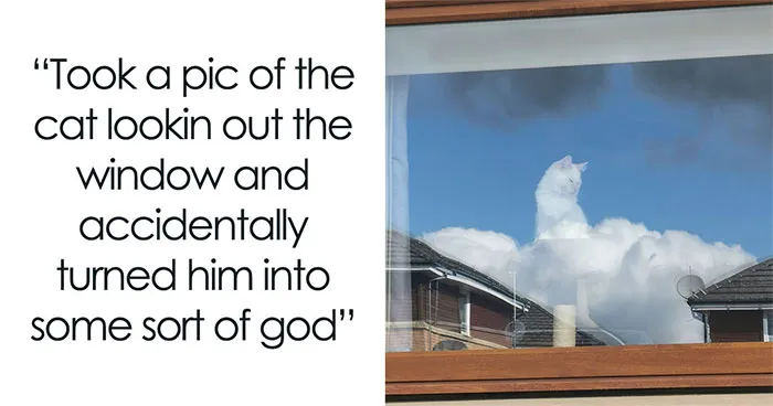 50 Hilarious Memes And Moments Caught On Camera, As Shared By ‘Cats Without Context’