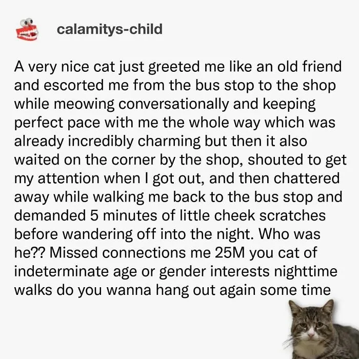 79 Hissterical Memes You’d Like To Tag Your Cat In (New Pics)
