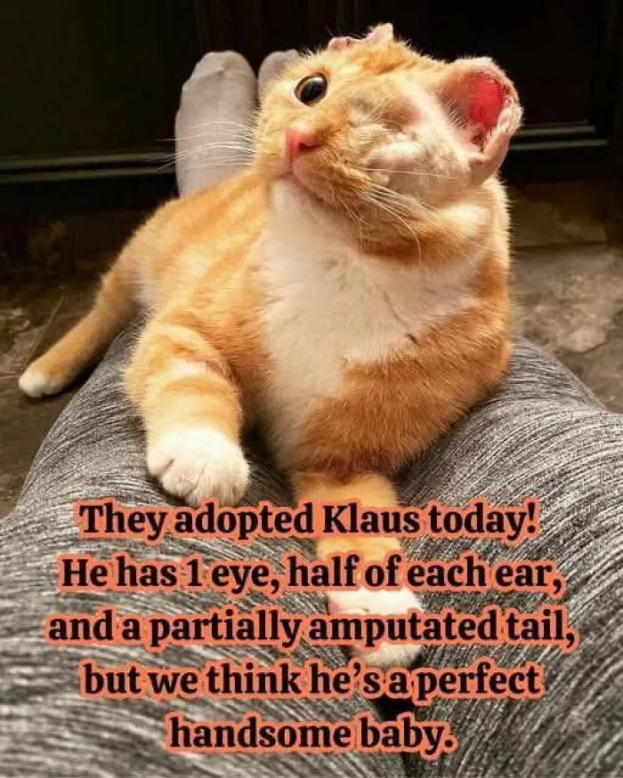 79 Hissterical Memes You’d Like To Tag Your Cat In (New Pics)