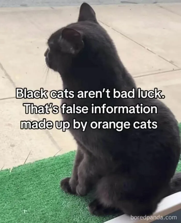 79 Hissterical Memes You’d Like To Tag Your Cat In (New Pics)