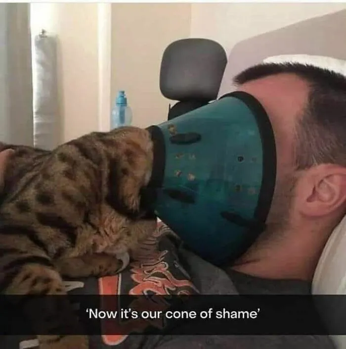 79 Hissterical Memes You’d Like To Tag Your Cat In (New Pics)