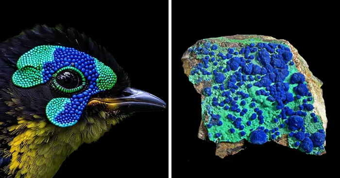 75 Beautiful Collages Exploring The Hidden Repetition Found In Nature, Shared By This Artist