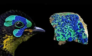 75 Beautiful Collages Exploring The Hidden Repetition Found In Nature, Shared By This Artist