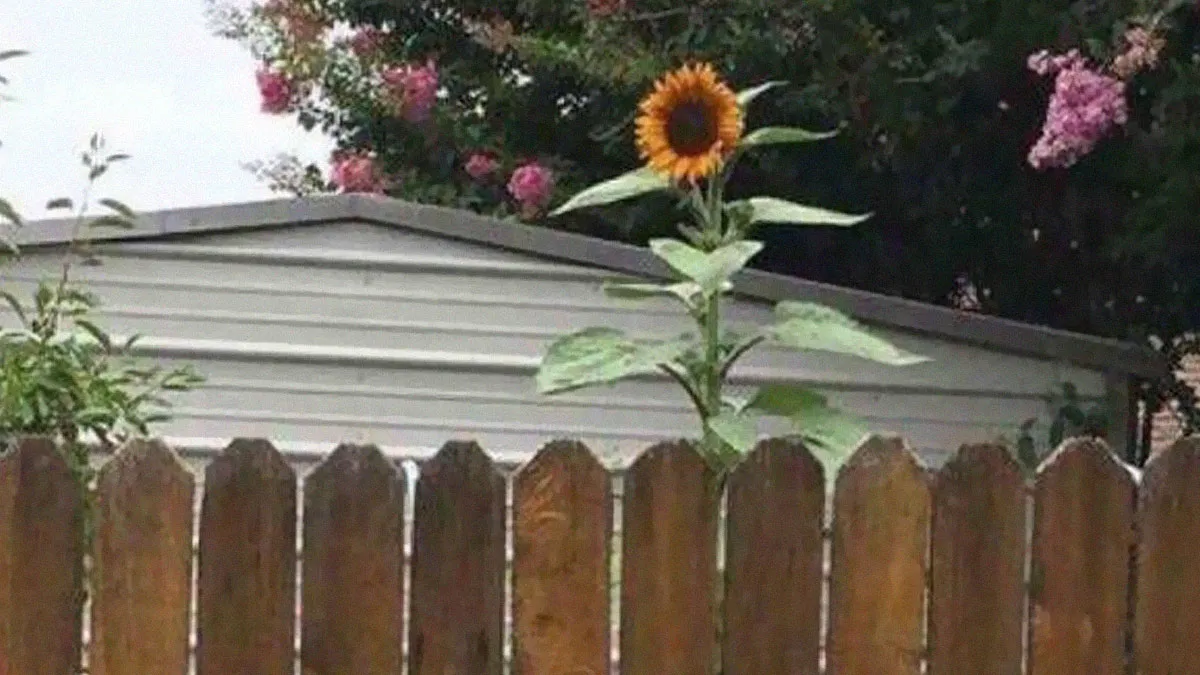 87 Unhinged And Entertaining Neighbor Antics Shared By This X Page (New Pics)