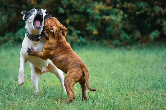 “Saved Me From Becoming One Of His Victims”: 48 Incredible Stories About Animals Rescuing Humans