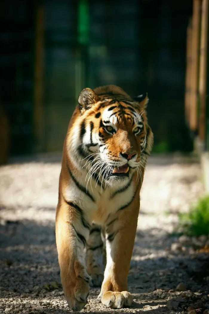 A tiger walks toward the camera on a gravel path, its striped fur and alert gaze highlighting disturbing death stories.
