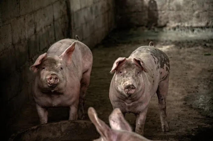 Two dirty pink pigs in a dark, muddy pen, looking directly at the viewer. Disturbing death stories.
