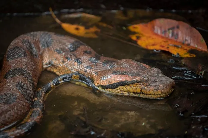 A large, brown and black snake submerged in murky water with a dried orange leaf floating nearby. Disturbing death stories.