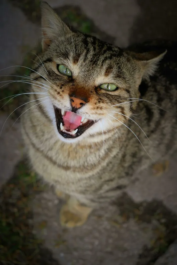 “Saved Me From Becoming One Of His Victims”: 48 Incredible Stories About Animals Rescuing Humans