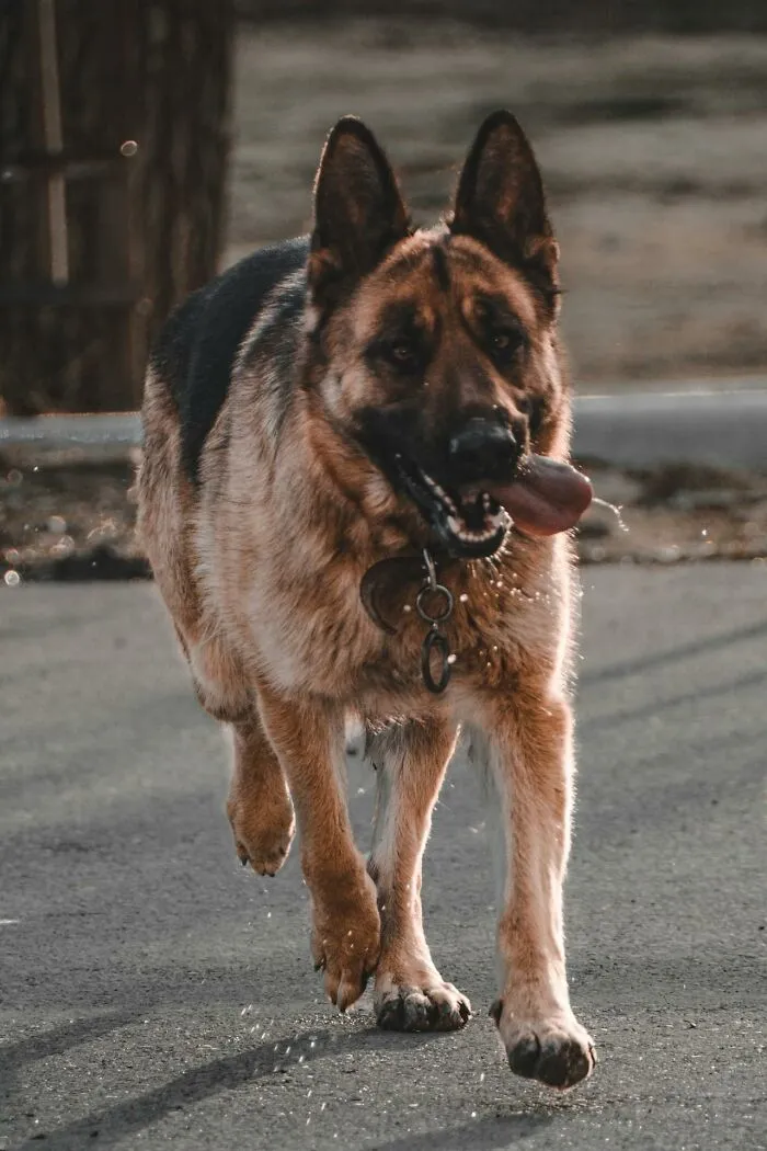 “Saved Me From Becoming One Of His Victims”: 48 Incredible Stories About Animals Rescuing Humans