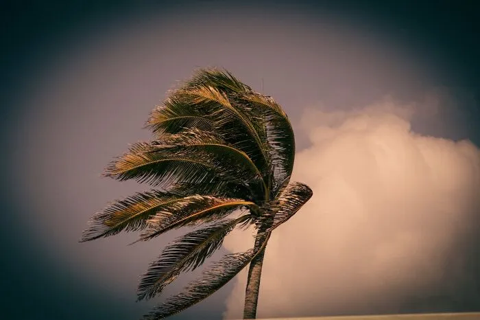 Palm tree bending in strong wind with cloudy sky